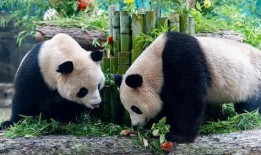 杭州动物园爆料新闻最新,神秘动物亮相，揭秘背后故事